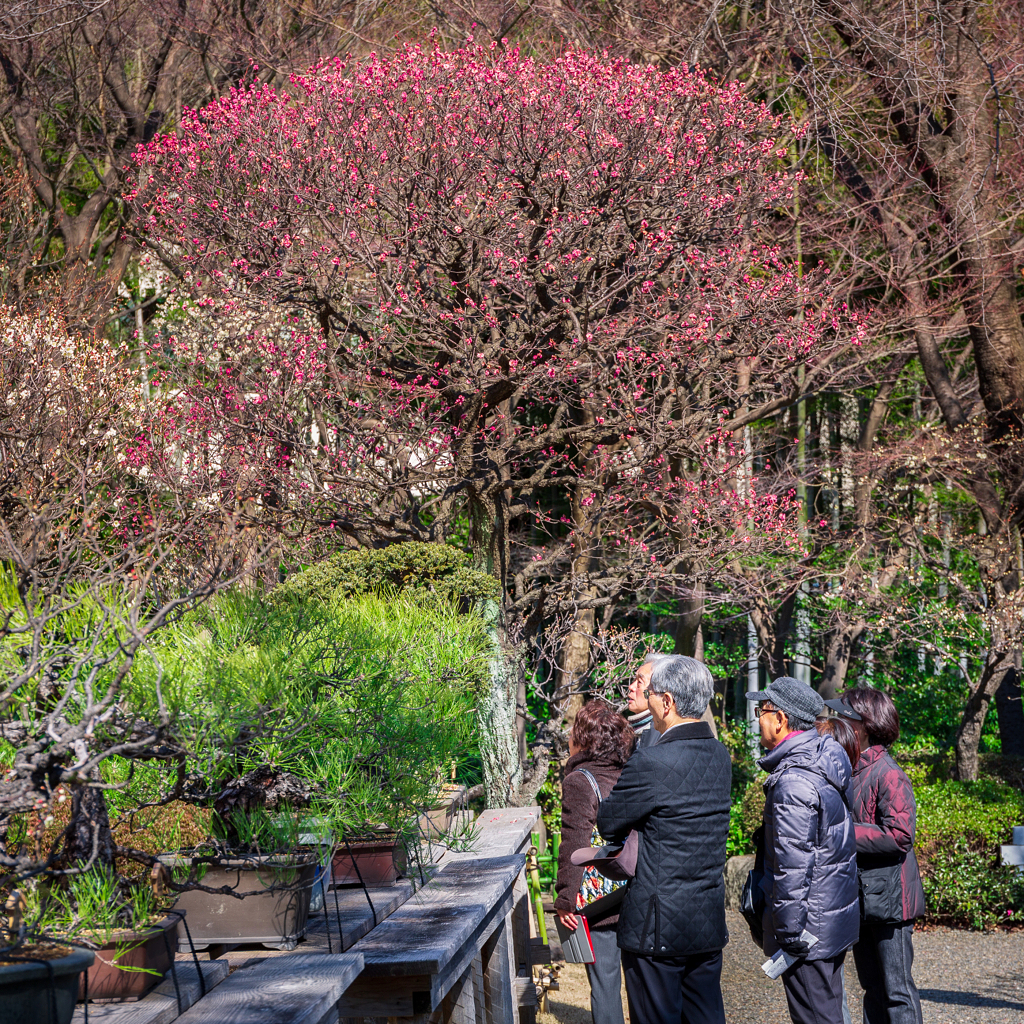حديقة تقليدية في طوكيو