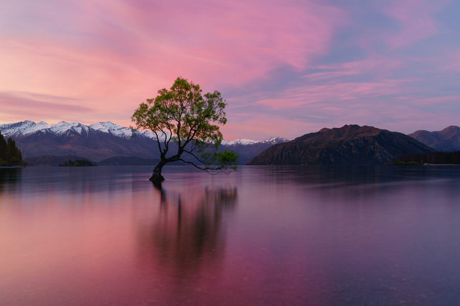 شجرة وحيدة في بحيرة واناكا محاطه بجبال الألب الجنوبية المذهلة في نيوزيلندا